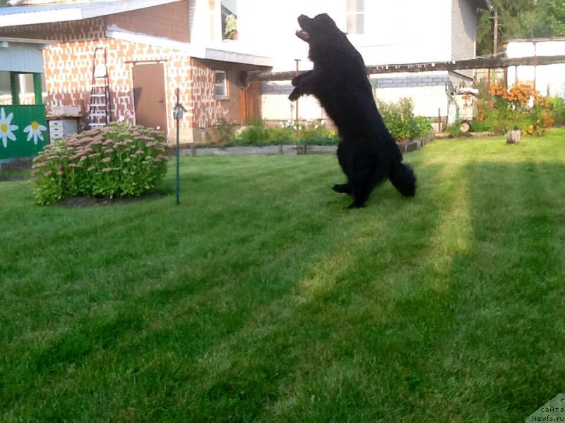 Фото: ньюфаундленд Potap Juanita (Потап Жуанита)