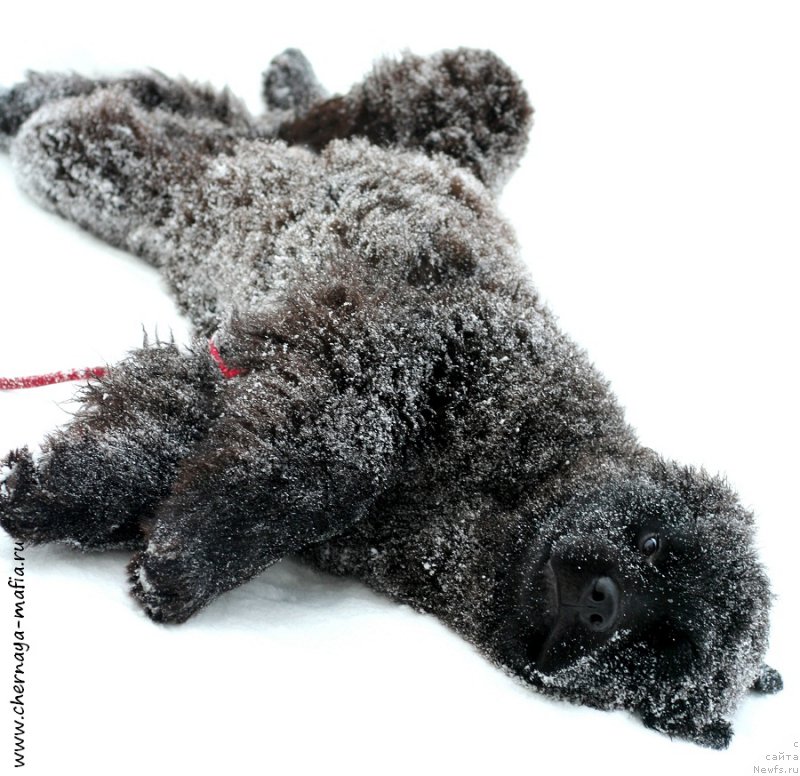 Фото: ньюфаундленд Chernaya Mafia Аll Rights Reserved (Черная Мафия Алл Ригхтс Ресервед)