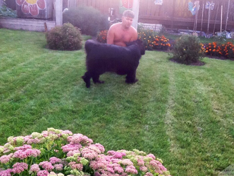 Фото: ньюфаундленд Potap Juanita (Потап Жуанита)