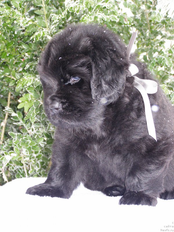 Фотография № 200349