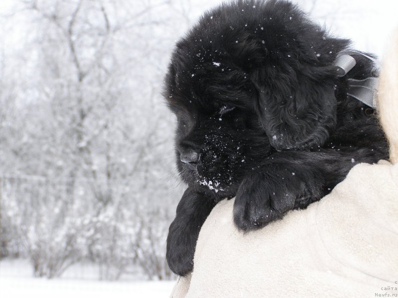 Фотография № 200350