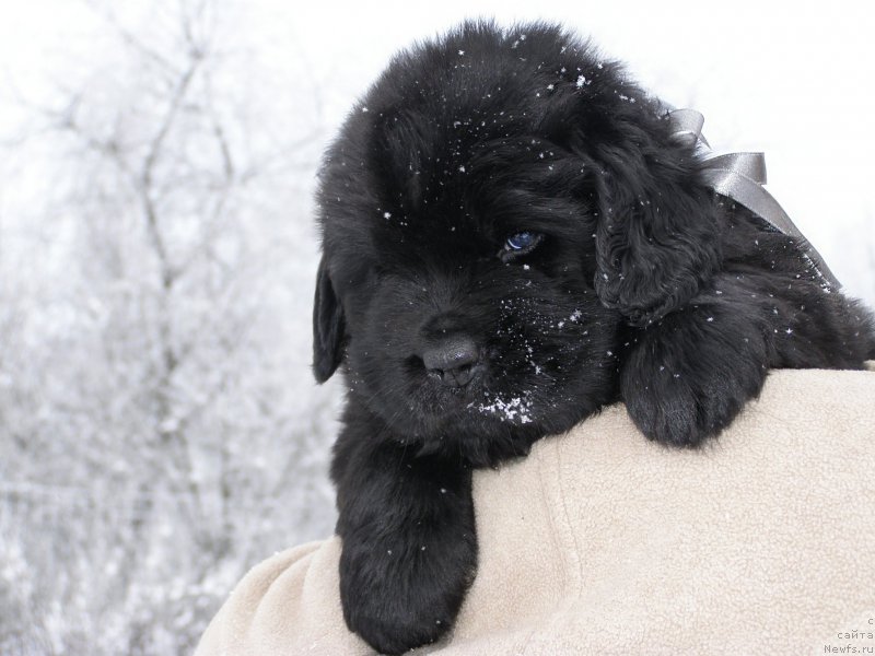 Фотография № 200351