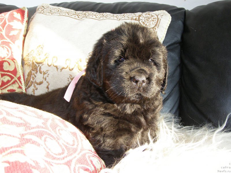 Фотография № 200352