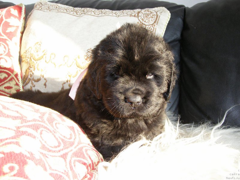 Фотография № 200354