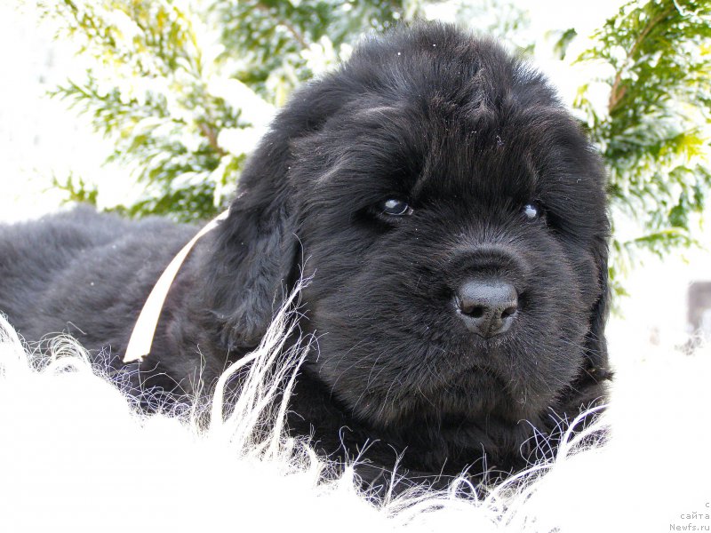 Фотография № 200355