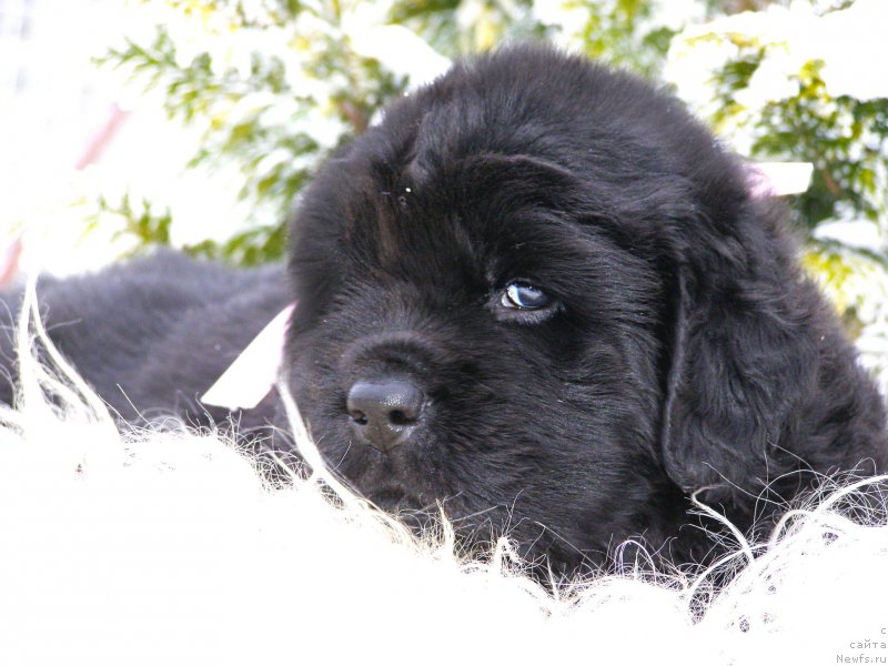 Фотография № 200358