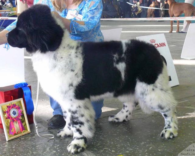 Фото: ньюфаундленд Deshabillez Moi de L'Iliade et L'Odyssee