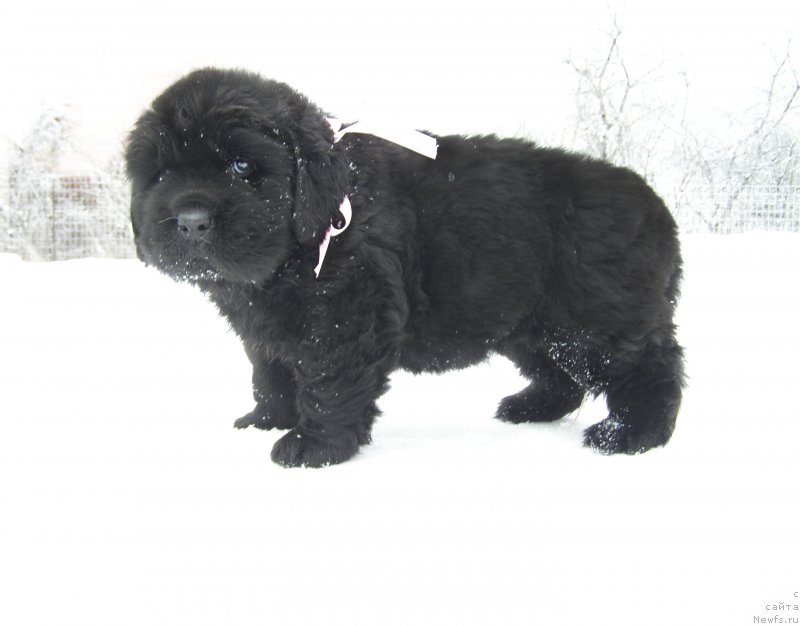 Фотография № 200361