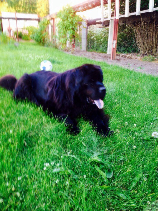 Фото: ньюфаундленд Potap Juanita (Потап Жуанита)