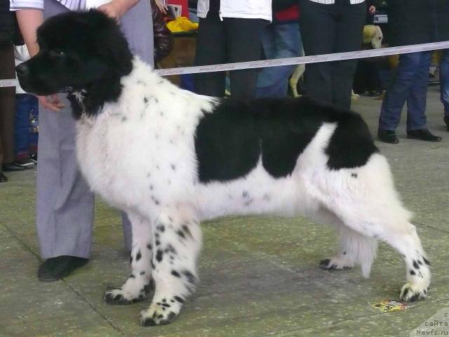 Фото: ньюфаундленд Don't Worry Be Happy de L'Etoile de Cyrice