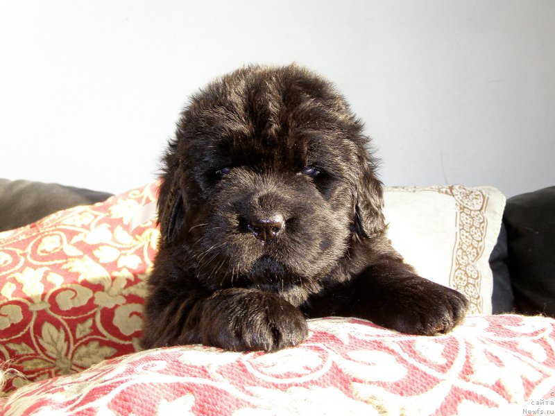 Фотография № 200371