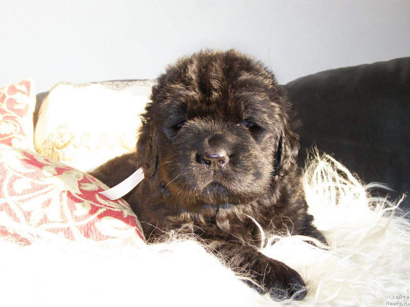 Фотография № 200372