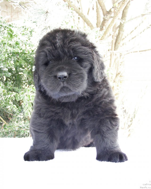 Фотография № 200374