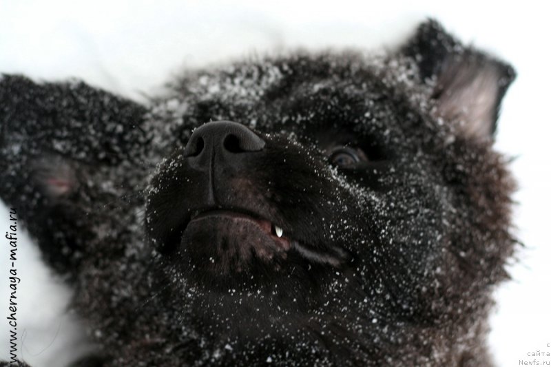 Фото: ньюфаундленд Chernaya Mafia Аll Rights Reserved (Черная Мафия Алл Ригхтс Ресервед)