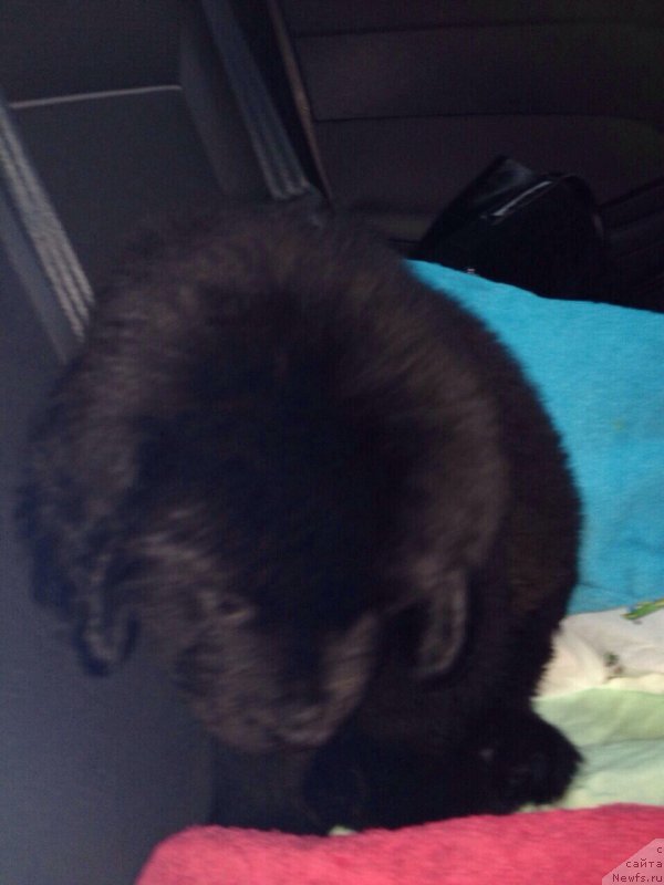 Фото: ньюфаундленд Brift Star Nailing Leo (Брифт Стар Наилинг Лео)