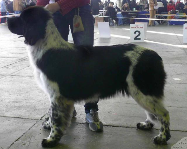 Фото: ньюфаундленд Sent Djons Peppi Dlinny Chulok (Сент Джонс Пеппи Длинный Чулок)