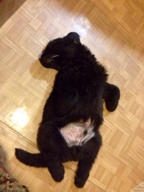 Фото: ньюфаундленд Brift Star Nailing Leo (Брифт Стар Наилинг Лео)