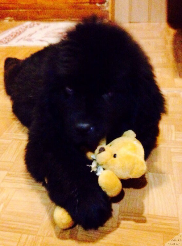 Фото: ньюфаундленд Brift Star Nailing Leo (Брифт Стар Наилинг Лео)