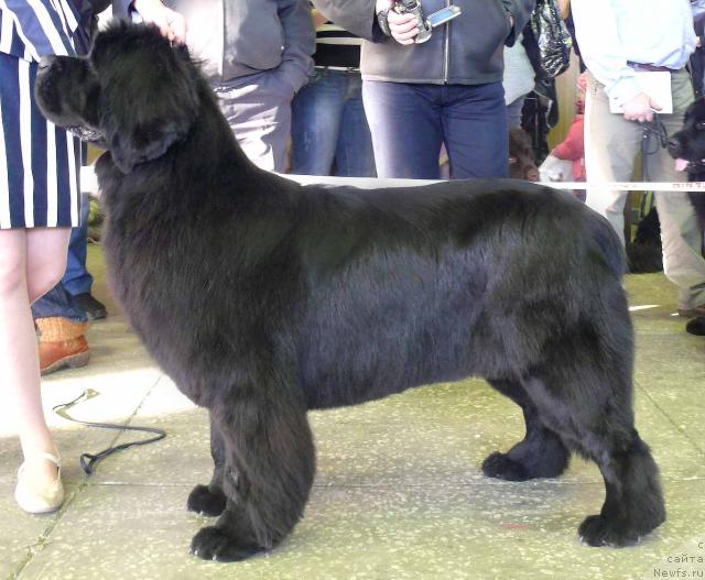 Фото: ньюфаундленд Zholli Wonderfull iz Medvejyego Yara (Жолли Вандерфулл из Медвежьего Яра)