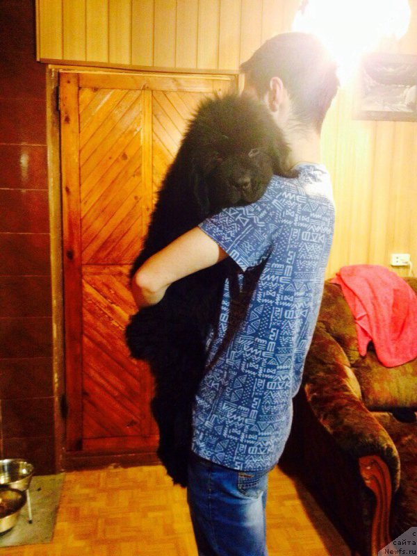 Фото: ньюфаундленд Brift Star Nailing Leo (Брифт Стар Наилинг Лео)