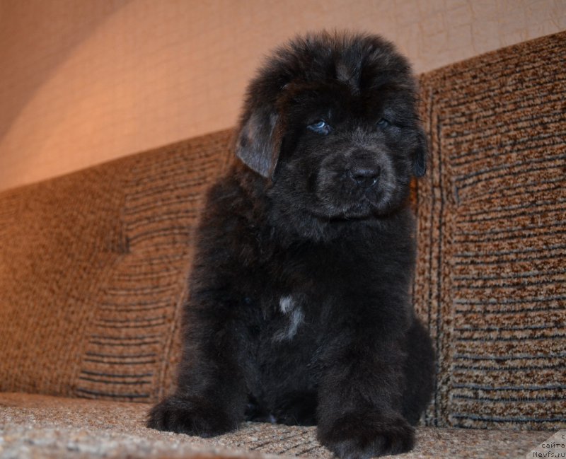 Фото: ньюфаундленд Talisman Morya Lunnyiy Svet (Талисман Моря Лунный Свет)