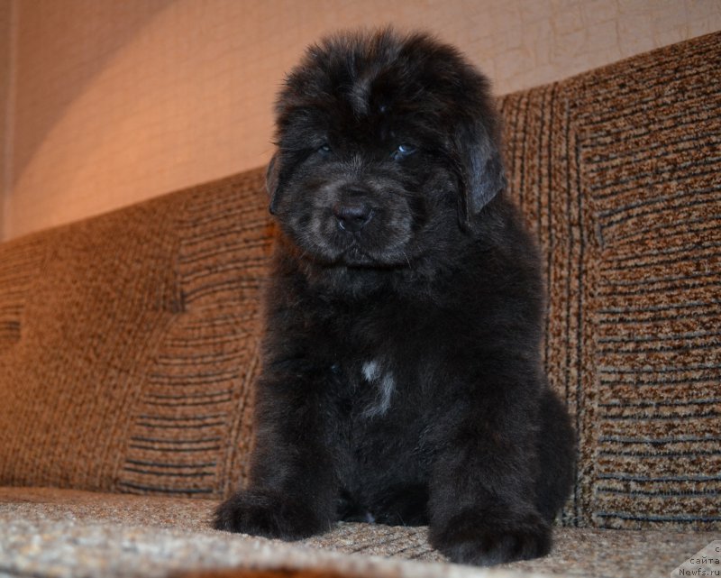 Фото: ньюфаундленд Talisman Morya Lunnyiy Svet (Талисман Моря Лунный Свет)