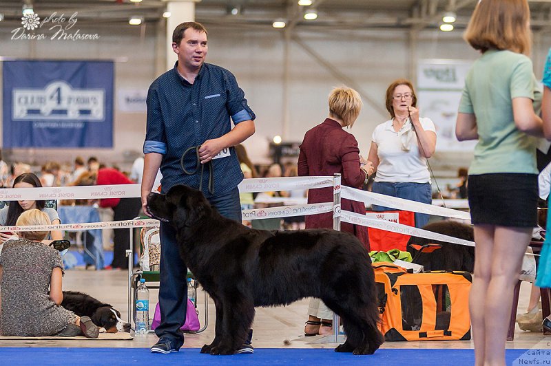 Фото: ньюфаундленд Abat ty Love s Doliny Medvedey