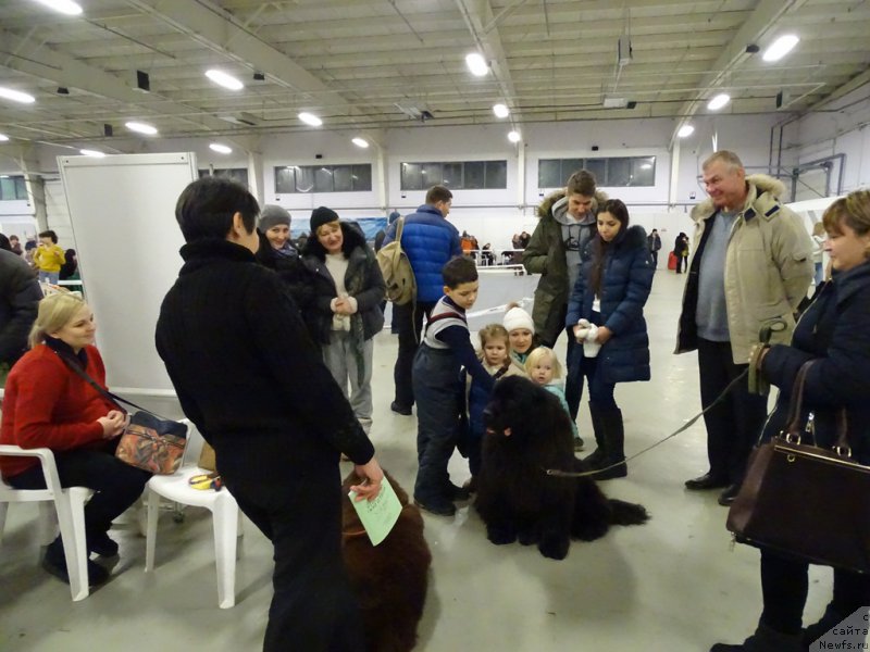 Фото: ньюфаундленд Baryishnya (Барышня), ньюфаундленд N'yufort Vivian (Ньюфорт Вивиан), Galiya Gizatullina (Галия Гизатуллина)