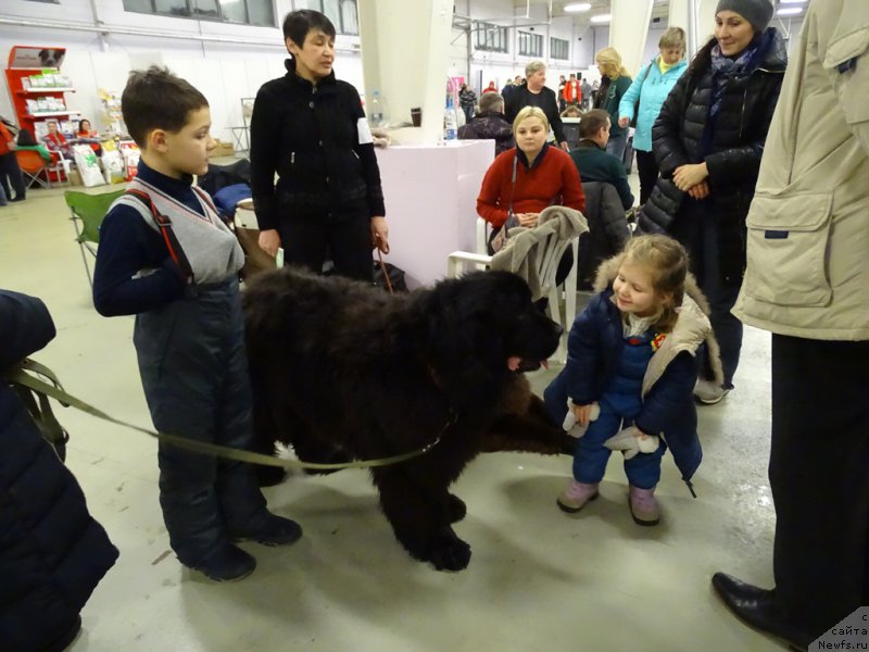 Фото: ньюфаундленд Baryishnya (Барышня)