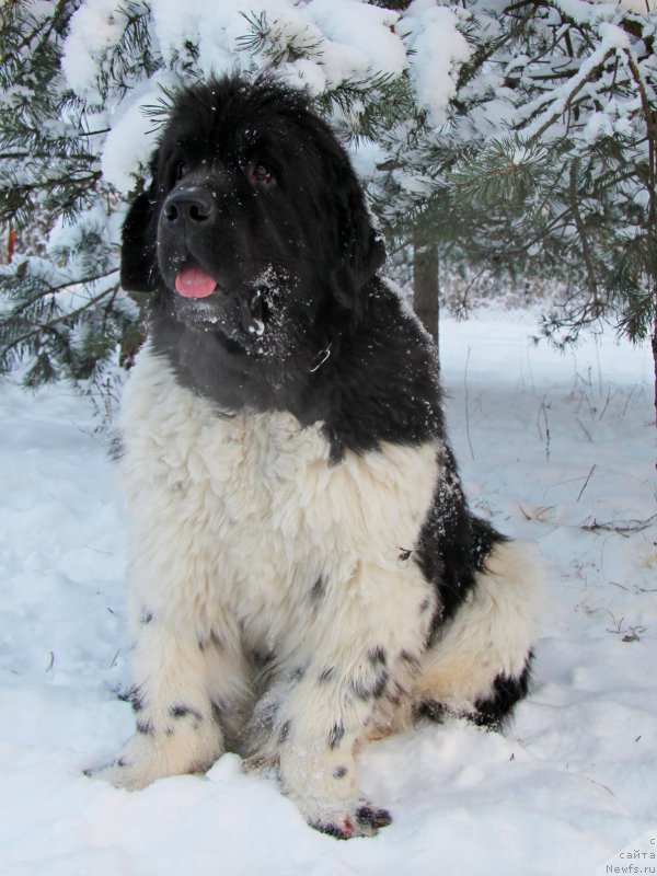 Фото: ньюфаундленд Pitern'yuf CHinako Blanko (Питерньюф Чинако Бланко)