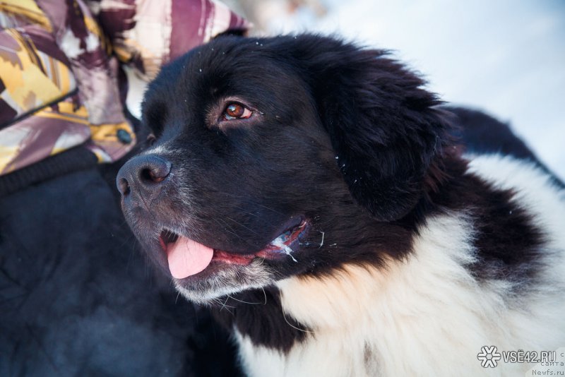 Фото: ньюфаундленд Gordon Ing'l Perikl'z from Rashn Bear (Гордон Инг'л Перикльз фром Рашн Беар)