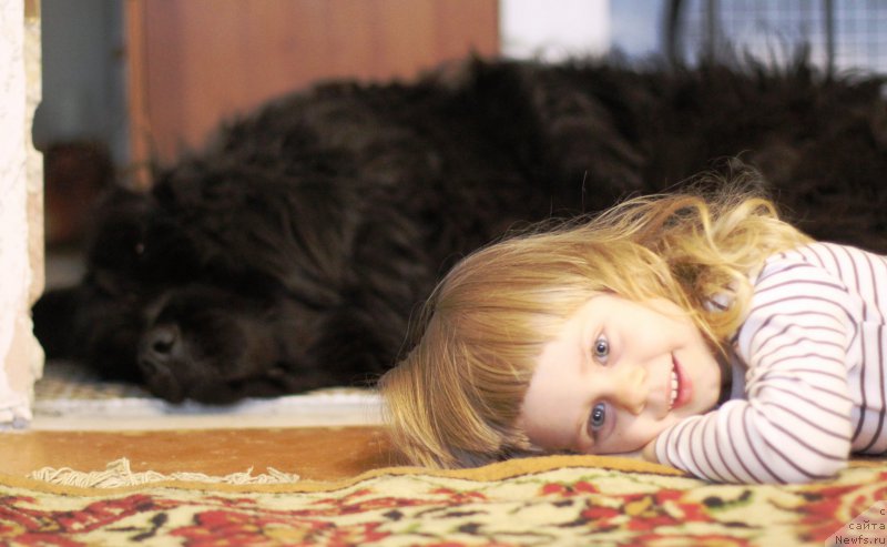 Фото: ньюфаундленд Aleks Dikson (Алекс Диксон)