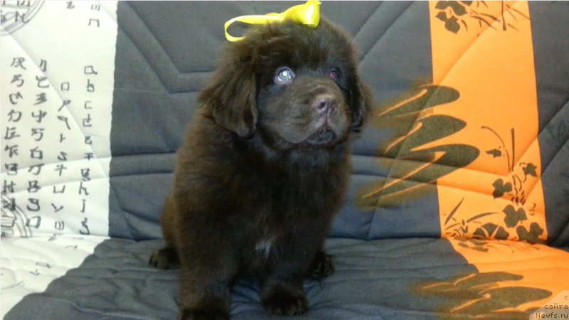 Фотография № 200433