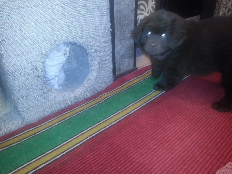 Фотография № 200434