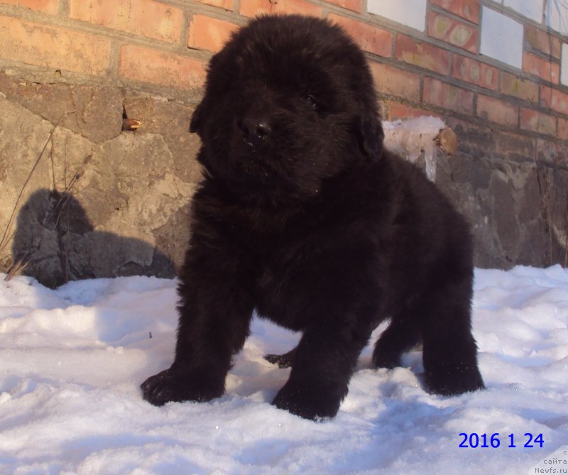 Фото: ньюфаундленд Big Sky Bear Kindle Ayumi