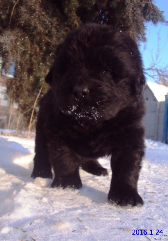 Фото: ньюфаундленд Big Sky Bear Kindle Ayumi