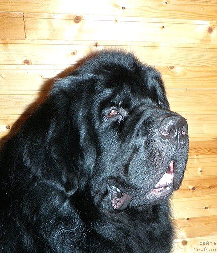 Фотография № 200459