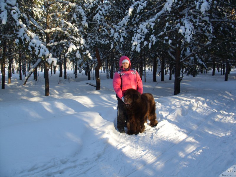 Фото: ньюфаундленд CHernyiy SHarm Amber Best Dog FO Marleon (Черный Шарм Амбер Бест Дог ФО Марлеон), Tat'yana SHayduk (Татьяна Шайдук)