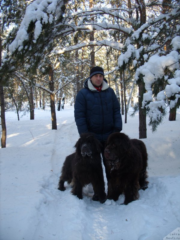 Фото: ньюфаундленд CHernyiy SHarm Amber Best Dog FO Marleon (Черный Шарм Амбер Бест Дог ФО Марлеон), ньюфаундленд Akvamarinovaya Krasotka dlya Marleon (Аквамариновая Красотка для Марлеон)