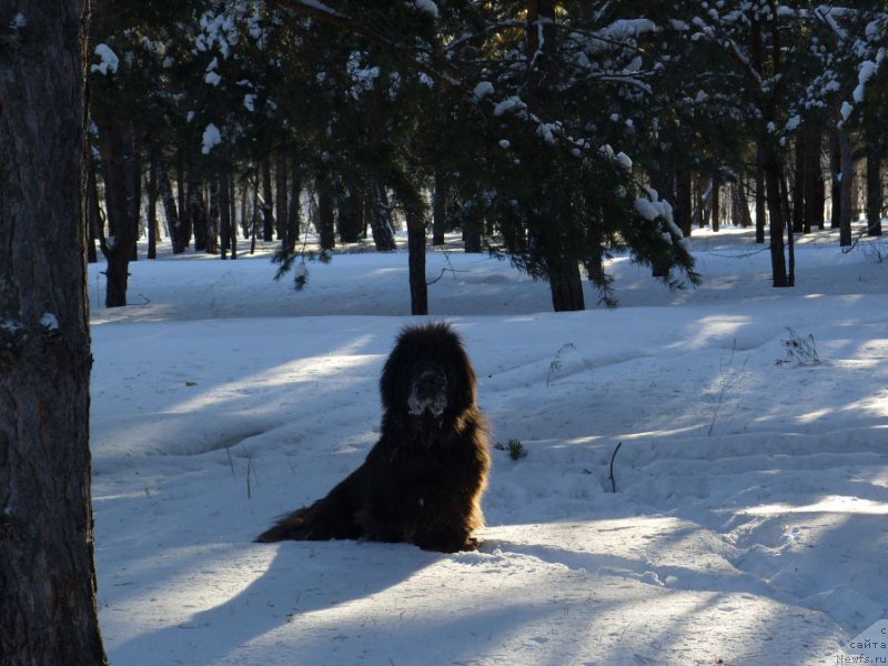 Фото: ньюфаундленд Akvamarinovaya Krasotka dlya Marleon (Аквамариновая Красотка для Марлеон)