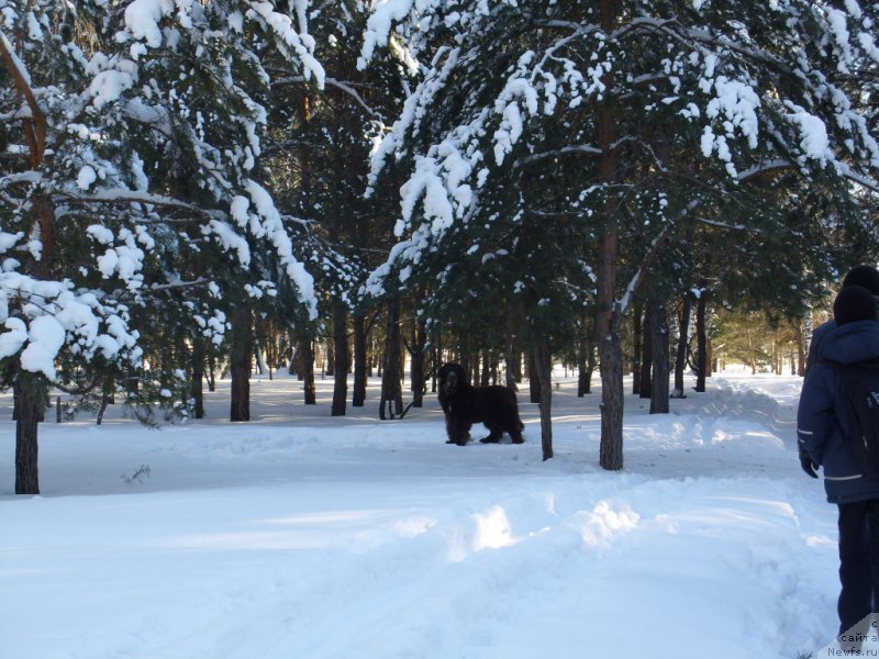 Фото: ньюфаундленд CHernyiy SHarm Amber Best Dog FO Marleon (Черный Шарм Амбер Бест Дог ФО Марлеон)