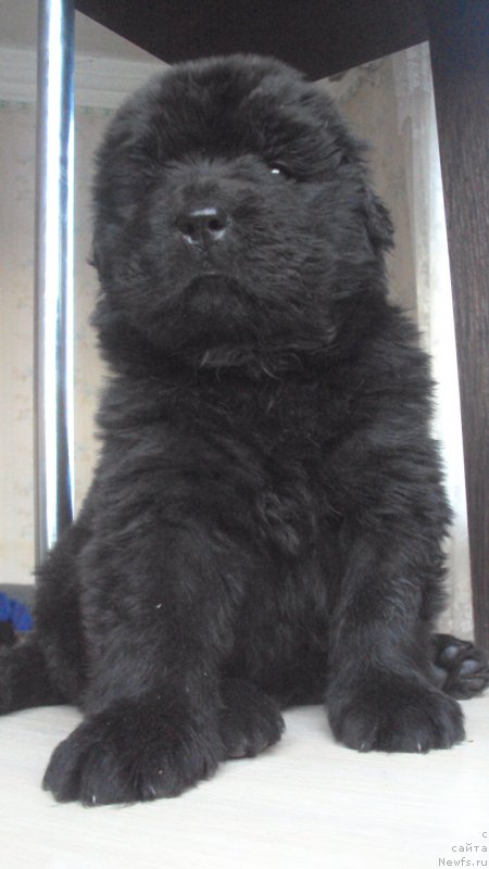 Фото: ньюфаундленд Big Sky Bear Kindle Ayumi