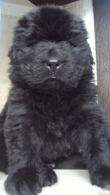 Фото: ньюфаундленд Big Sky Bear Kindle Ayumi