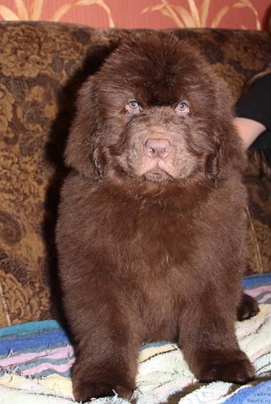 Фото: ньюфаундленд Braunblad MSK Saylas Soul Drim (Браунблад МСК Сайлас Соул Дрим)