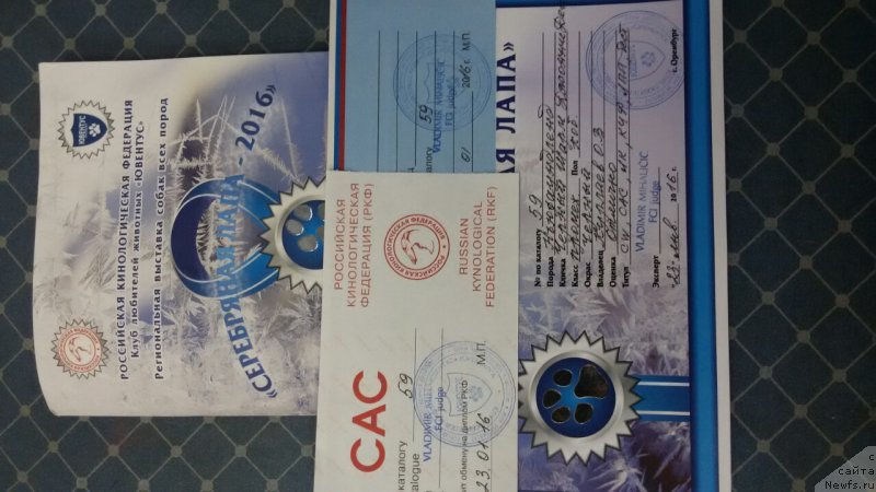 Фото: ньюфаундленд CHernyiy SHarm Djonni Depp (Черный Шарм Джонни Депп)