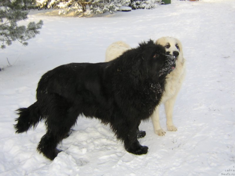 Фото: ньюфаундленд Funnewf Jemapel Madam Nuar (Фанньюф Жемапель Мадам Нуар), Ингрид - горная пиренейская