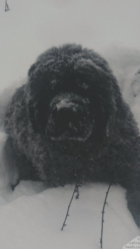 Фото: ньюфаундленд Flyufi Avalanch Zlatomir (Флюфи Аваланч Златомир)