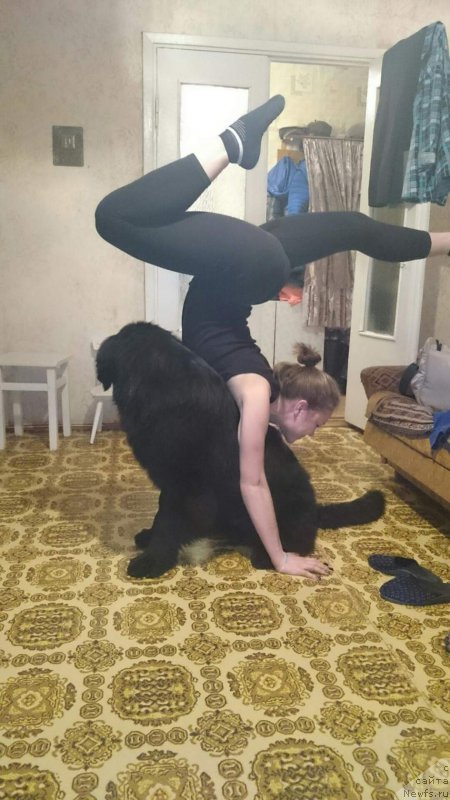 Фото: ньюфаундленд P'er Livi (Пьер Ливи)