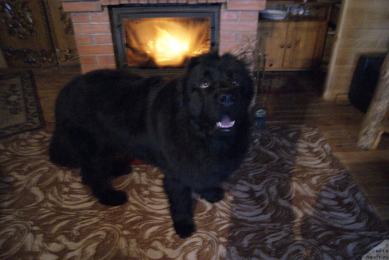 Фото: ньюфаундленд Sent Djons Optimus Prime (Сент Джонс Оптимус Прайм)