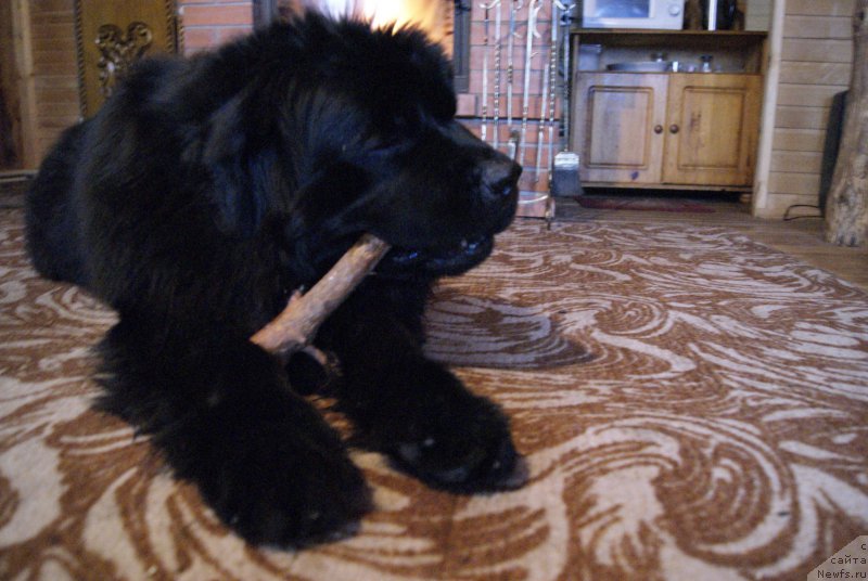 Фото: ньюфаундленд Sent Djons Optimus Prime (Сент Джонс Оптимус Прайм)